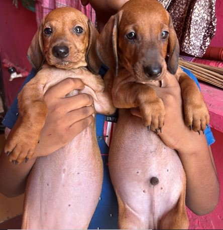 Adorable Dachshund Puppies for Sale in Chennai